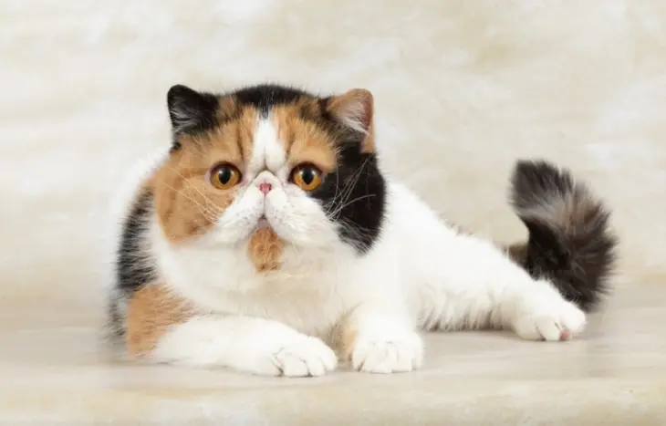 10 Jenis Kucing Peliharaan yang Menggemaskan untuk Pecinta Anabul