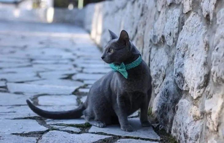 Russian Blue: Si Pendiam yang Setia
