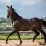 Fakta Menarik Kuda Thoroughbred: Ras Kuda Tercepat dan Paling Prestisius di Dunia